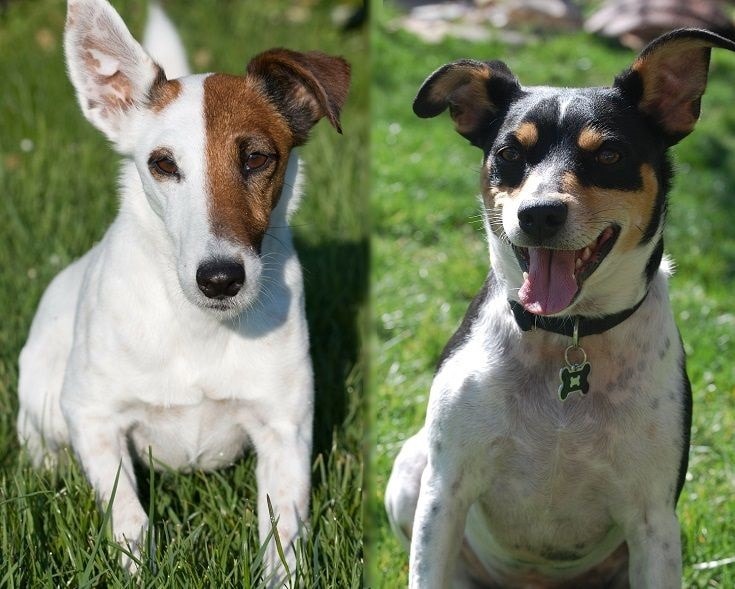 The parents of the Smooth Foxy Rat Terrier