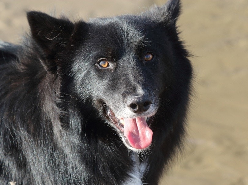 Border Collie Dog Breed Info: Facts, Traits & History – Dogster