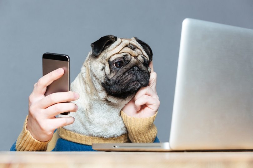 Thoughtful pug dog with man hands in sweater using laptop and cell phone_Dean Drobot_shutterstock