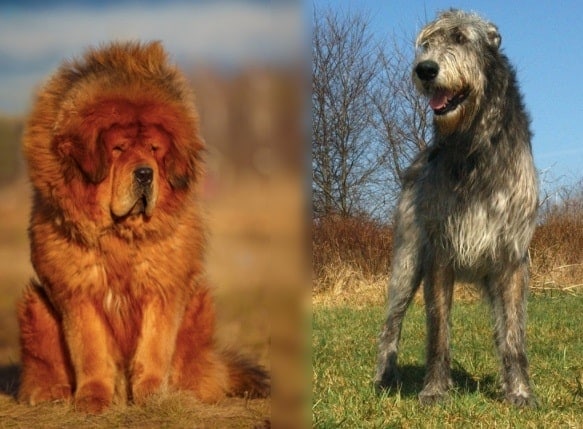 Tibetan Mastiff and Irish Wolfhound Mix