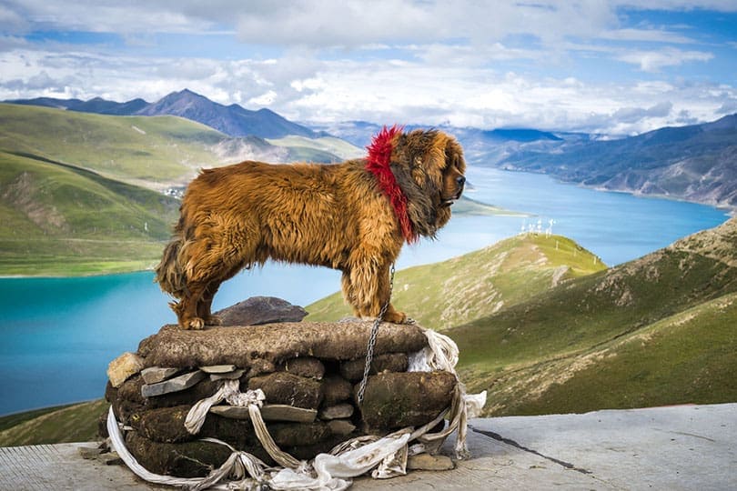 Tibetan Mastiff in Tibet, China