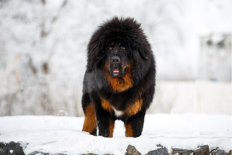 Tibetan Mastiff in winter