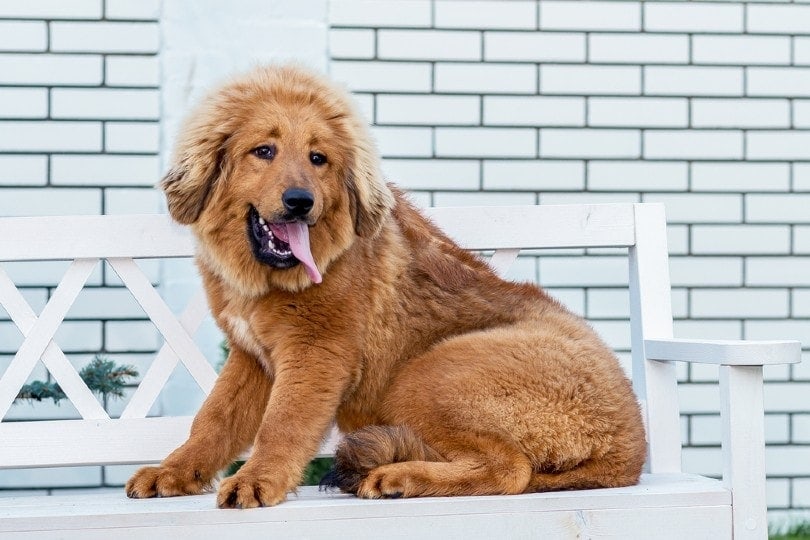 Tibetan Mastiff puppy sitting on the chair