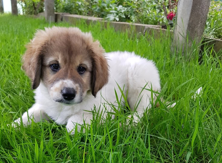 Tornjak puppy