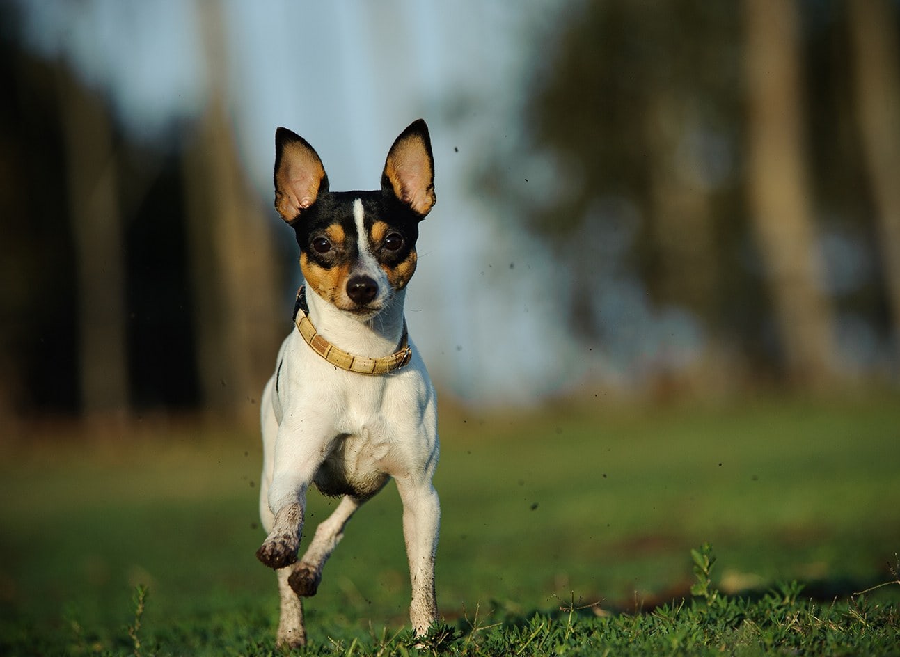 Fox and chihuahua shop mix