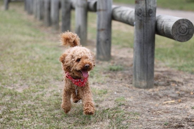 Toy Poodle