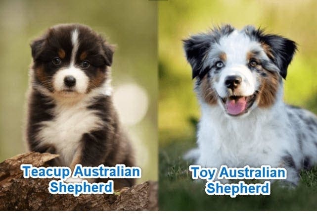 231-215-8377 - Toy, Teacup and Miniature Australian Shepherd  Breeder in Michigan (231) 215-8377