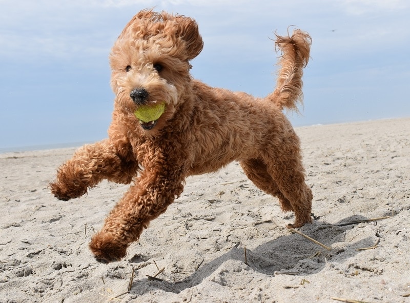 Training Goldendoodle_shutterstock_W.H. Photography
