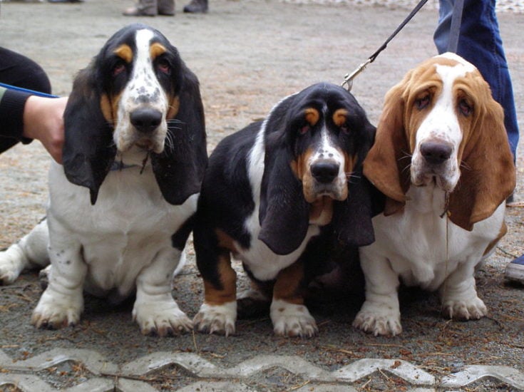 Tri-Color Basset Hounds