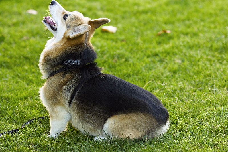 Tri-Color Corgi