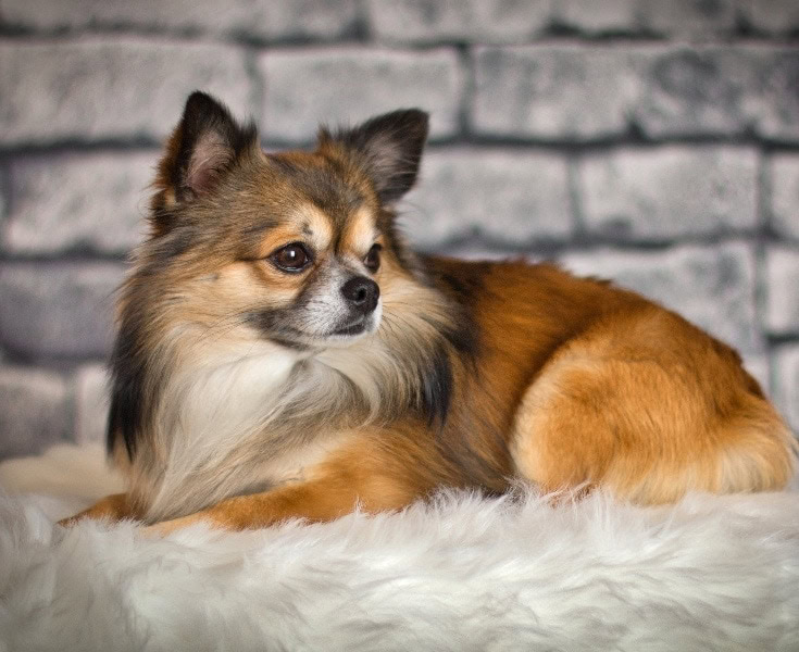 a dog breed that looks like a fox