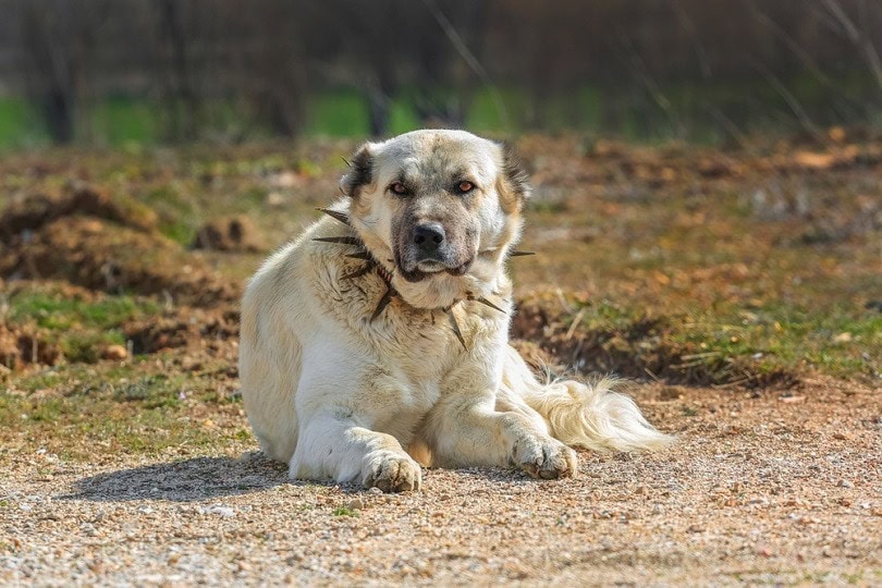 Turkish-Sivas-Kangal