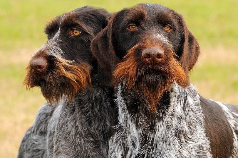 Two German Wirehaired Pointer close up
