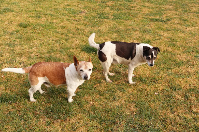 do mini fox terriers shed hair