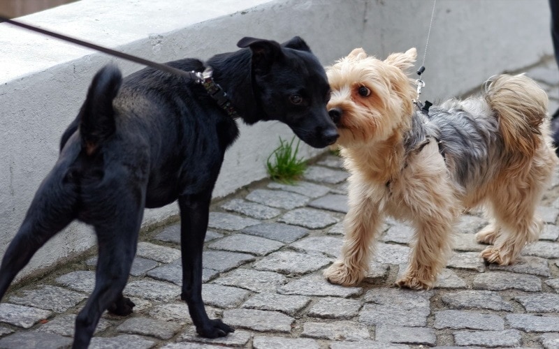Two dogs meeting for the first time