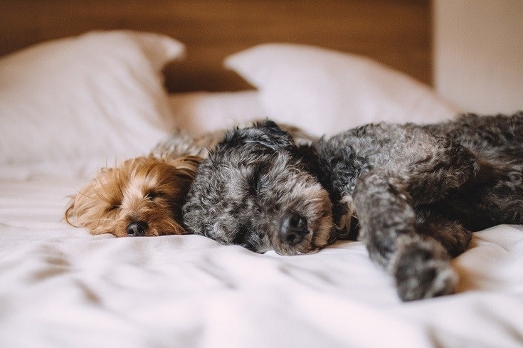 Two dogs sleeping