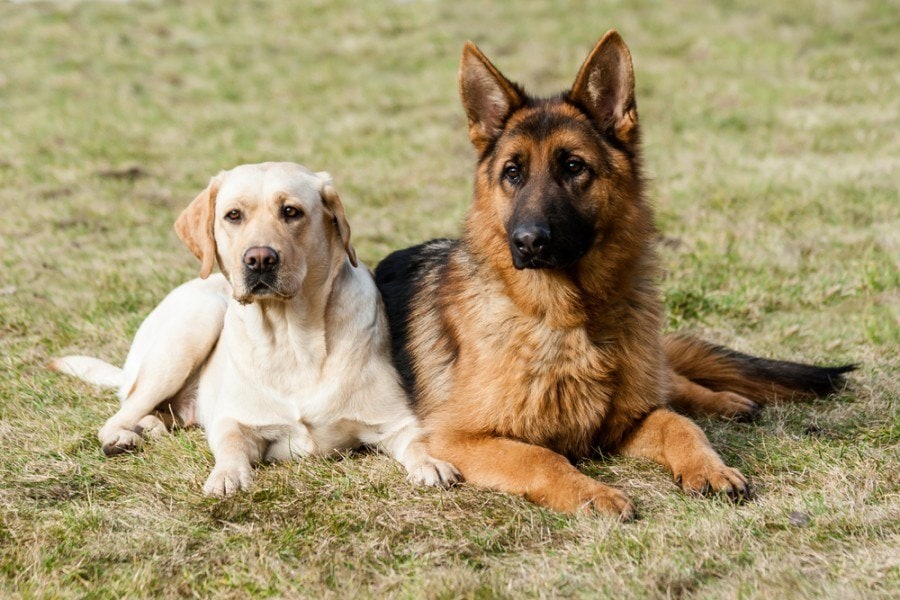 Two friends german shepherd and labrador retriever sitting on a green grass