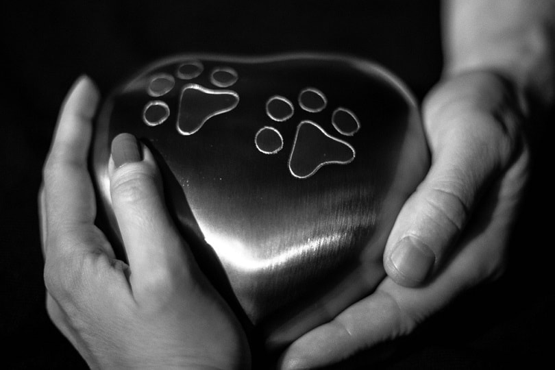 Two hands holding dogs urn_Monika Draaisma_shutterstock