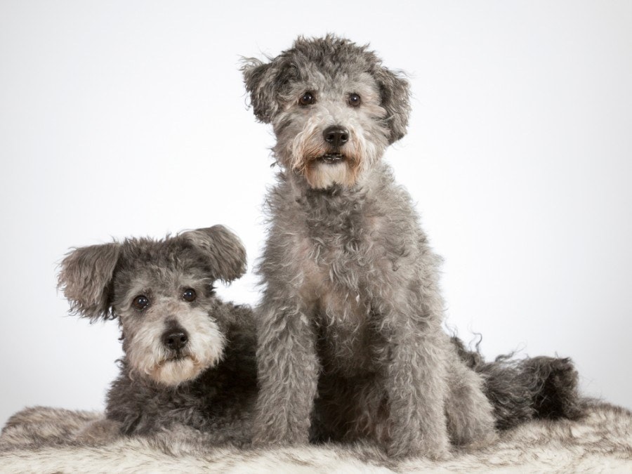 Two pumi dogs in a studio_jne valokuvaus_shutterstock