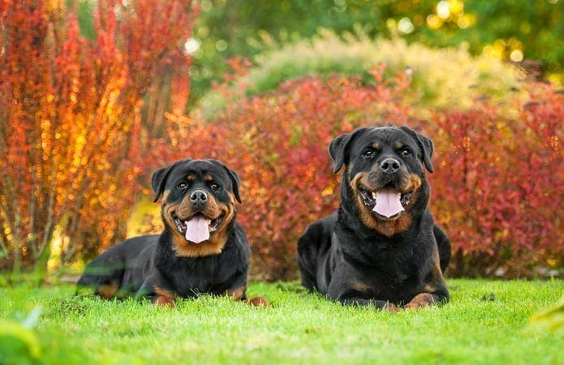 Two rottweilers lying in the yard