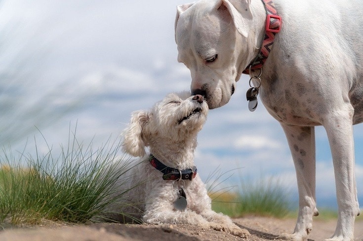 Two white dogs