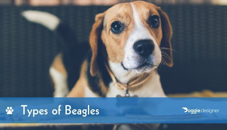 3 Types Of Beagles With Pictures Hepper