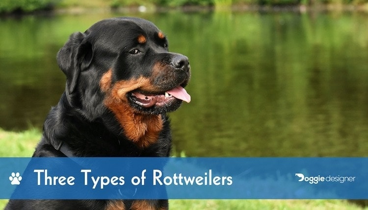 large rottweiler breeders
