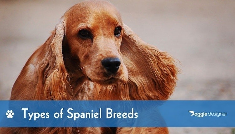 types of spaniels small