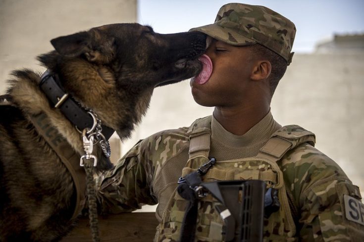 US Airforce military working dog