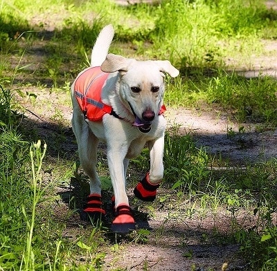 A hunting dog with boots on