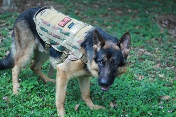 A dog wearing a tactical harness