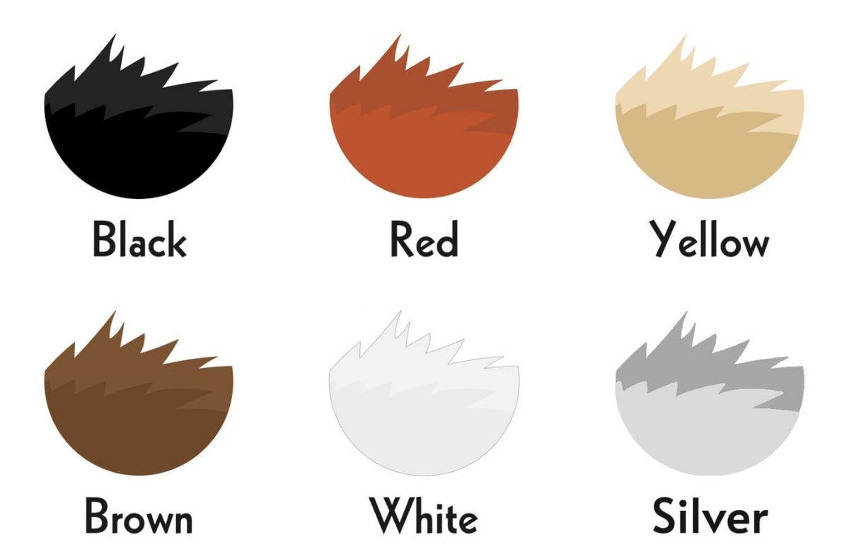 labrador colors
