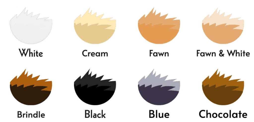 dog fur colors french bulldog