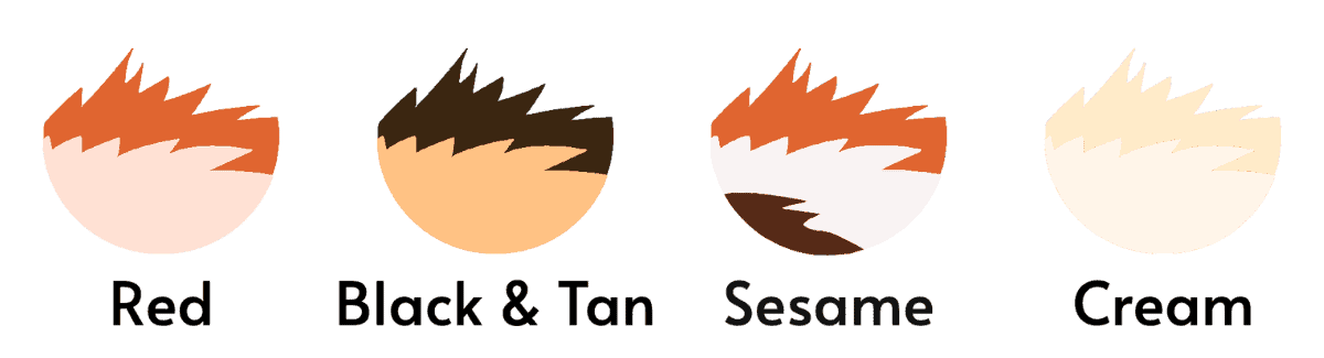 shiba inu colors