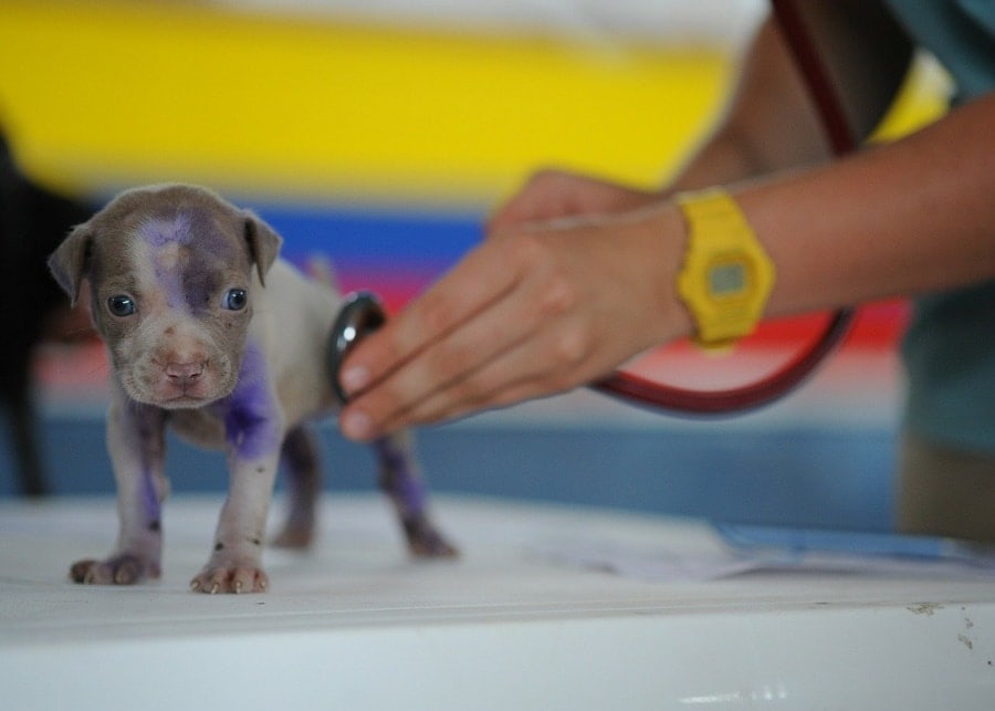 Vet and a tiny dog