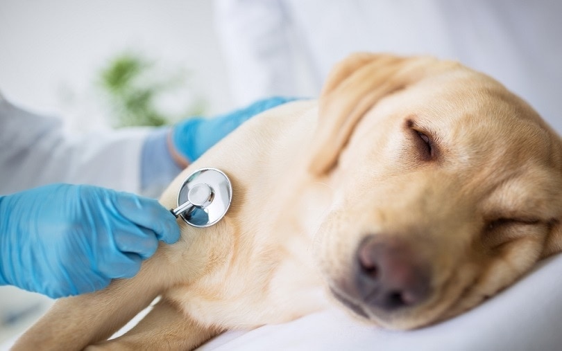 how much is a vet check up for a dog