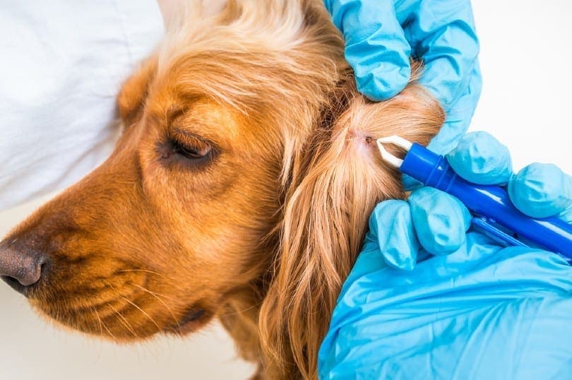 Veterinarian doctor removing a tick from the Cocker Spaniel dog