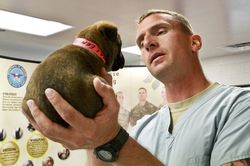 Veterinary Dentist