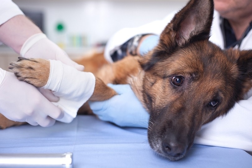 veterinary surgeon treating dog in surgery