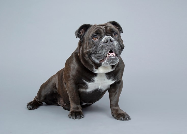 Victorian Bulldog