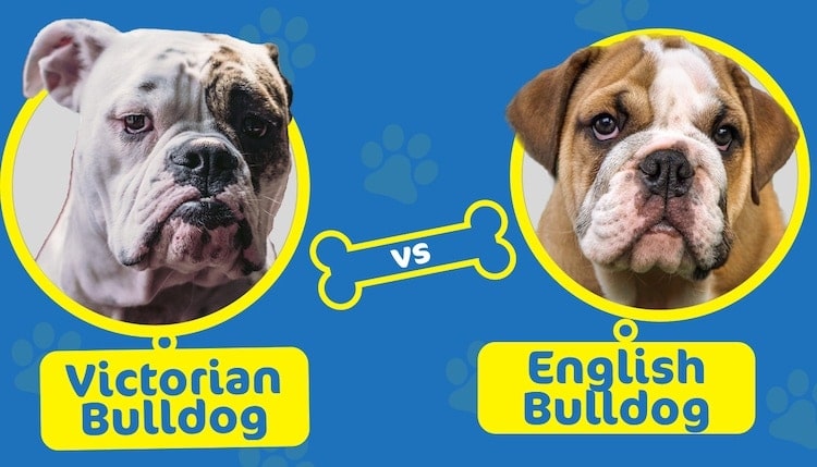 Victorian bulldog vs english bulldog