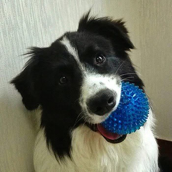 The Best Brain Toys for Dogs – Furtropolis