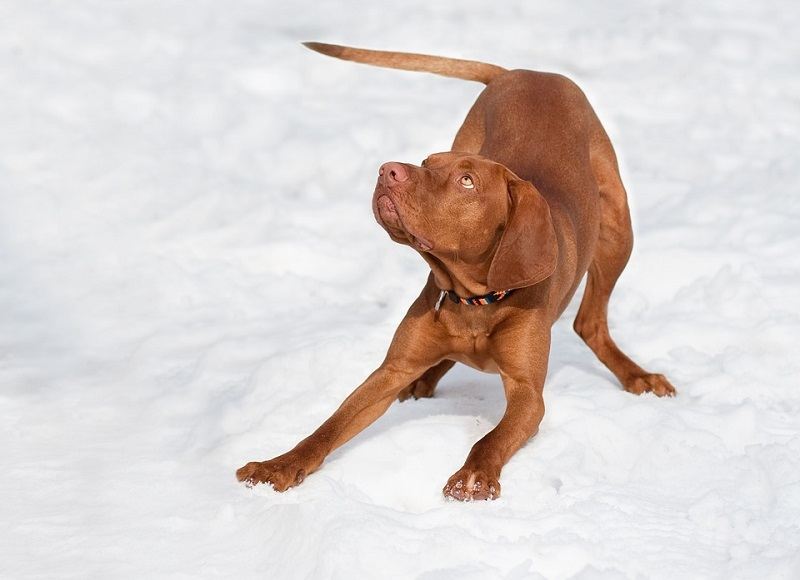 Vizsla aggressive sales biting