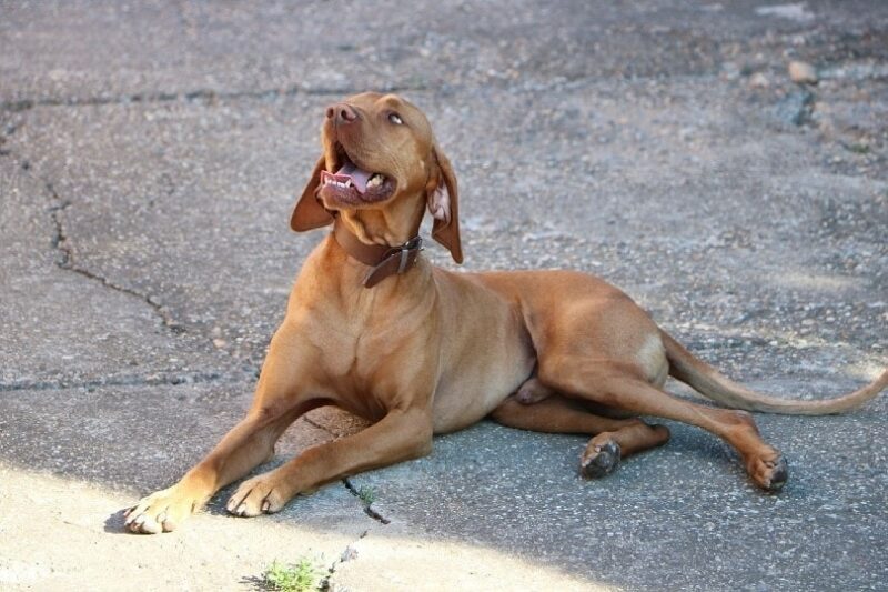 can vizslas be aggressive