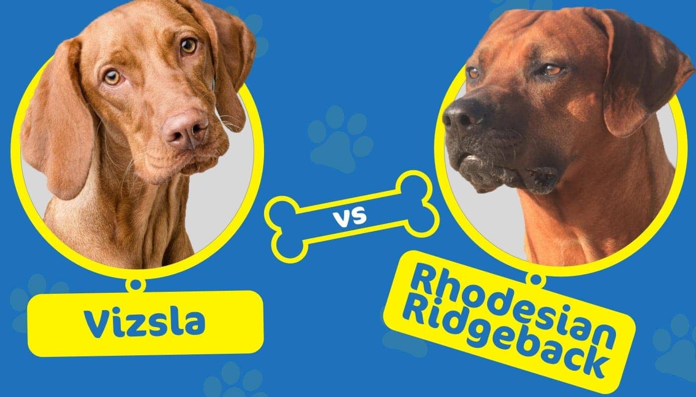 Vizsla vs Rhodesian Ridgeback