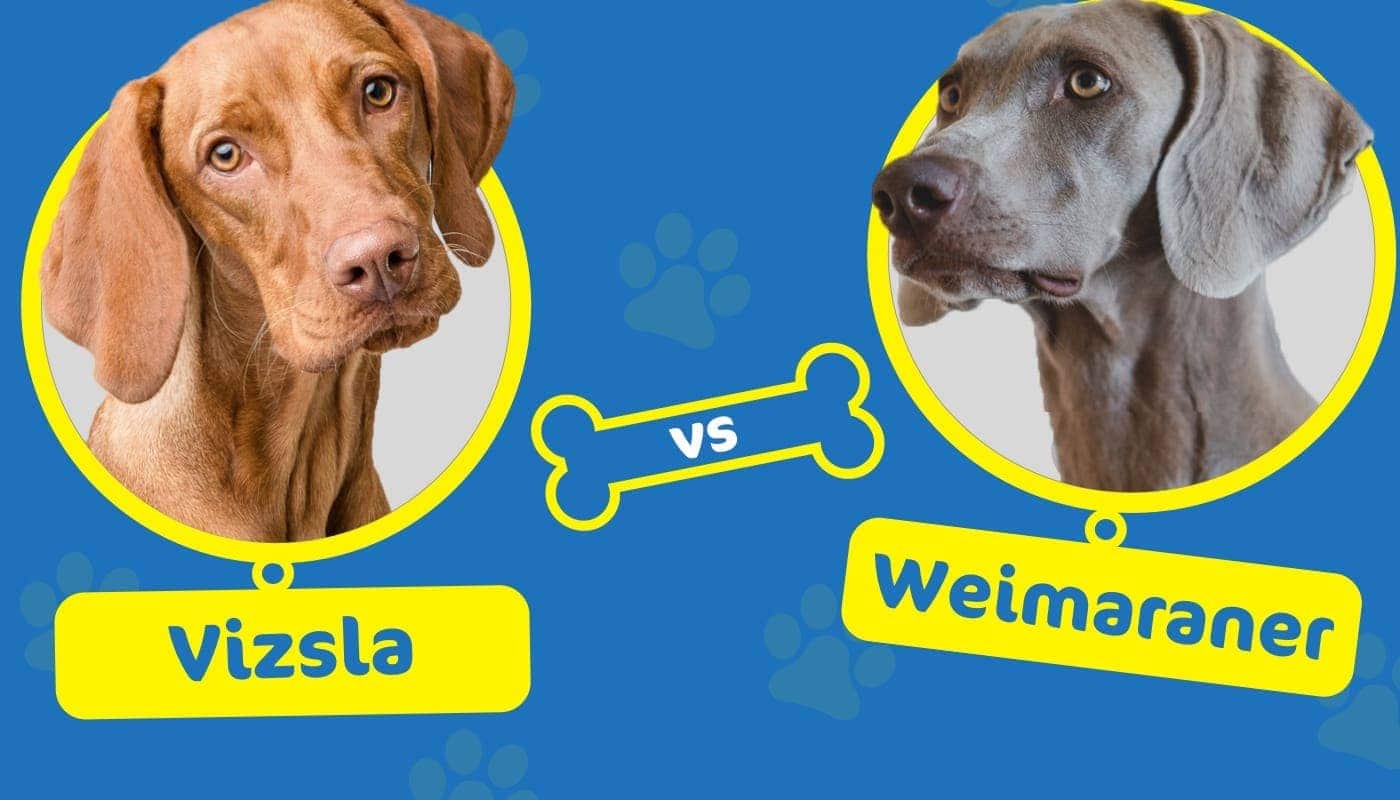 Vizsla vs Weimaraner