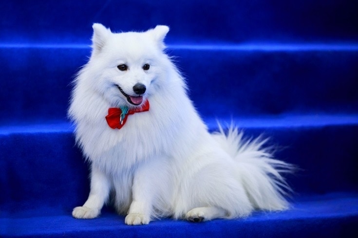 Volpino Italiano vs. Pomeranian: Choose the Right One for You! | Hepper