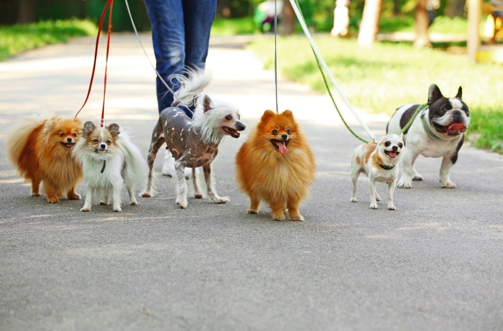 Walking doggies
