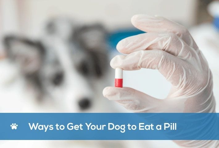 Ways to Get Your Uncooperative Dog to Eat a Pill