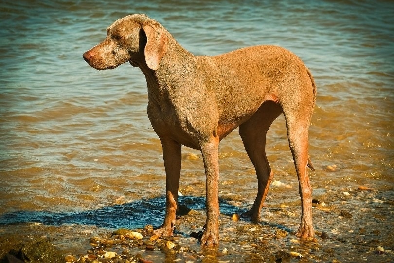 Weimaraner by the sea